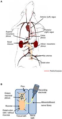 Development of an ex Vivo Method for Multi-unit Recording of Microbiota-Colonic-Neural Signaling in Real Time